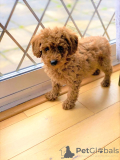 Photo №2 de l'annonce № 176499 de la vente caniche (jouet) - acheter à République Tchèque annonce privée