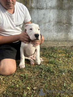 Photo №4. Je vais vendre dogue argentin en ville de Belgrade.  - prix - négocié