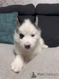 Photo №2 de l'annonce № 133717 de la vente husky de sibérie - acheter à USA annonce privée