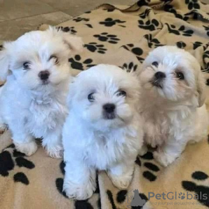 Photo №1. bichon maltais - à vendre en ville de Münstermaifeld | 213€ | Annonce №129860