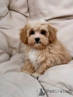 Photo №1.  - à vendre en ville de Aalst | 540€ | Annonce №151119