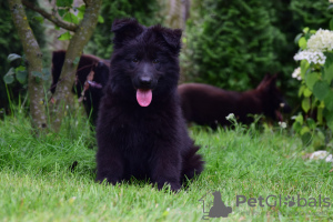 Photo №2 de l'annonce № 28770 de la vente berger allemand - acheter à Pologne éleveur