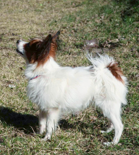 Photo №3. Chiot Papillon. Biélorussie
