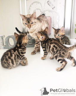 Photo №3. De jolis chatons Bengal Cats disponibles à l'adoption. Allemagne