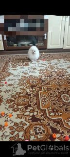 Photo №2 de l'annonce № 133388 de la vente spitz nain - acheter à Allemagne annonce privée