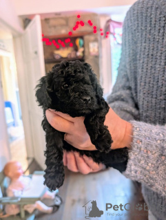 Photo №2 de l'annonce № 133685 de la vente caniche (nain) - acheter à USA annonce privée