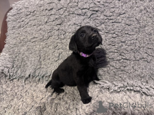 Photo №3. Nous avons des chiots labrador à la recherche d'une nouvelle maison 5 étoiles et. La Grande-Bretagne