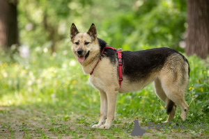 Photo №4. Je vais vendre chien bâtard en ville de Rivière moscou. annonce privée - prix - Gratuit