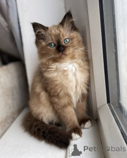 Photo №1. ragdoll - à vendre en ville de Sédans | négocié | Annonce № 155560