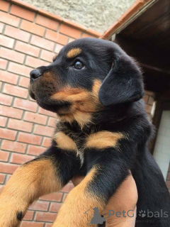 Photo №2 de l'annonce № 161157 de la vente  - acheter à Allemagne 