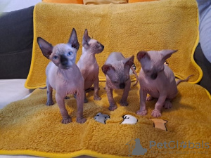 Photo №1. sphynx - à vendre en ville de Berlin | Gratuit | Annonce № 126296