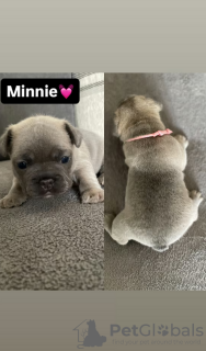 Photos supplémentaires: Chiots bouledogue français à vendre