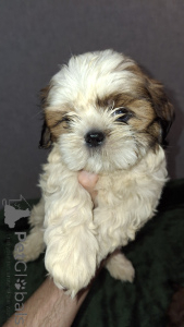 Photo №2 de l'annonce № 148741 de la vente shih tzu - acheter à Estonie annonce privée, de la fourrière, éleveur