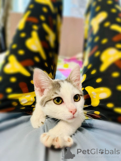 Photo №3. Un charmant frère avec une sœur à l'âge de 4 mois est à la recherche d'une. Fédération de Russie