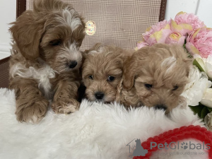 Photo №3. Chiot Maltipoo. USA