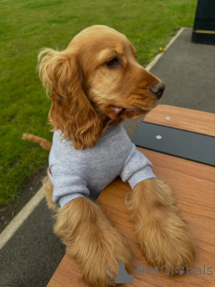 Photo №4. Je vais vendre cocker spaniel anglais en ville de Ansubrg. annonce privée - prix - 600€