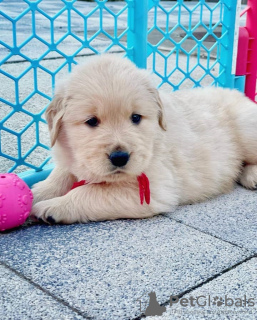 Photo №2 de l'annonce № 38250 de la vente golden retriever - acheter à Allemagne annonce privée