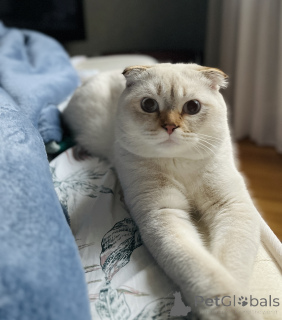 Photo №3. Tricoter avec un point écossais en Georgia. Annonce № 135628