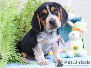 Photo №1. beagle - à vendre en ville de Chisinau | négocié | Annonce №124381