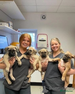 Photo №1. boerboel - à vendre en ville de Badenheim | négocié | Annonce №167558