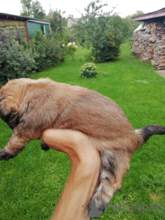 Photos supplémentaires: Les chiots Shork F1 sont disponibles à la réservation.