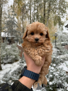 Photo №1. maltipu - à vendre en ville de Москва | 183€ | Annonce №132951