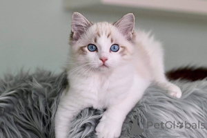 Photo №2 de l'annonce № 160717 de la vente ragdoll - acheter à France annonce privée