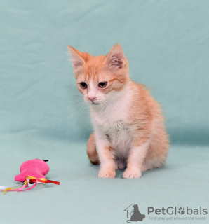 Photos supplémentaires: Chaton Zlata - bébé rouge soleil cherche un foyer !