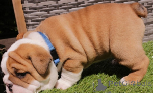 Photo №1. bulldog anglais - à vendre en ville de Evora | négocié | Annonce №175371
