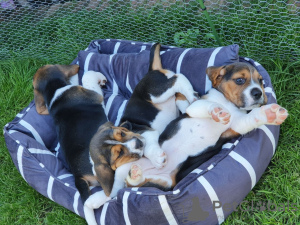 Photo №1. beagle - à vendre en ville de Virginia Beach | négocié | Annonce №63451