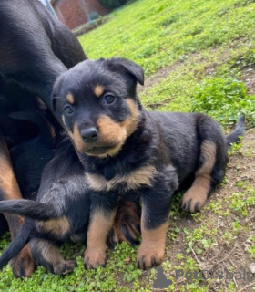 Photo №1. rottweiler - à vendre en ville de Savonlinna | Gratuit | Annonce №110693