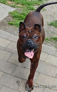 Photo №2 de l'annonce № 141827 de la vente  - acheter à Pologne éleveur