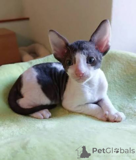 Photo №3. Chatons Cornish Rex exceptionnels à adopter. Pologne