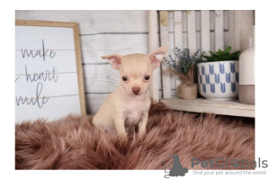 Photo №4. Je vais vendre chihuahua en ville de Калифорния Сити. annonce privée, éleveur - prix - négocié