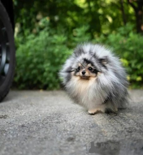 Photo №1. spitz nain - à vendre en ville de Bornheim | 368€ | Annonce №158818