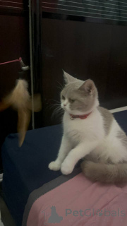 Photo №1. british shorthair - à vendre en ville de Ville de Londres | 400€ | Annonce № 168165