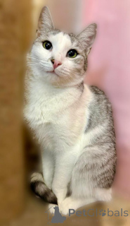 Photo №2 de l'annonce № 160396 de la vente  - acheter à Fédération de Russie annonce privée