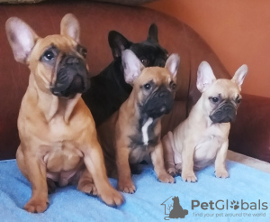 Photos supplémentaires: Chiots bouledogue français