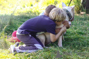Photo №3. Tricot Standard Bull Terrier en Fédération de Russie. Annonce № 64432