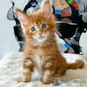Photo №1. maine coon - à vendre en ville de Pécs | 400€ | Annonce № 167926