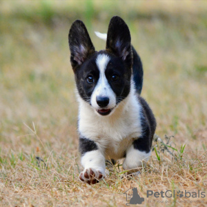 Photos supplémentaires: Welsh Corgi Cardigan chiot FCI