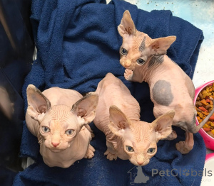 Photo №1. sphynx - à vendre en ville de Achaern | 436€ | Annonce № 173564