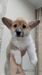 Photo №1. welsh corgi - à vendre en ville de Tver | 554€ | Annonce №127025