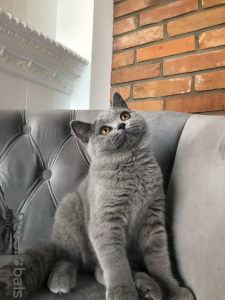 Photo №4. Je vais vendre british shorthair en ville de Bydgoszcz. éleveur - prix - négocié