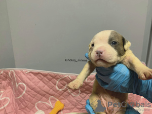 Photo №1. american bully - à vendre en ville de Панчево | 2600€ | Annonce №127725