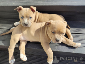 Photo №2 de l'annonce № 135759 de la vente american staffordshire terrier - acheter à Pologne 
