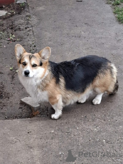 Photo №1. welsh corgi - à vendre en ville de Subotica | 1150€ | Annonce №161006