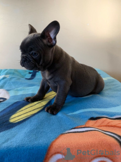 Photo №4. Je vais vendre bouledogue en ville de Tuttlingen. éleveur - prix - 350€