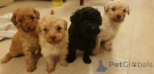 Photo №1. caniche (jouet) - à vendre en ville de Anderu | négocié | Annonce №172867