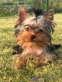 Photo №2 de l'annonce № 113894 de la vente yorkshire terrier - acheter à La Lettonie annonce privée